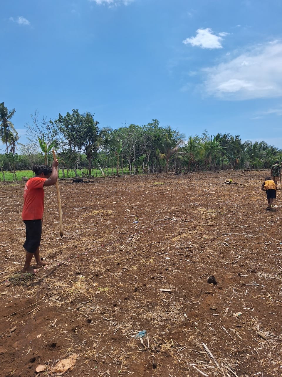 Penanaman Jagung - Sahabat Tani