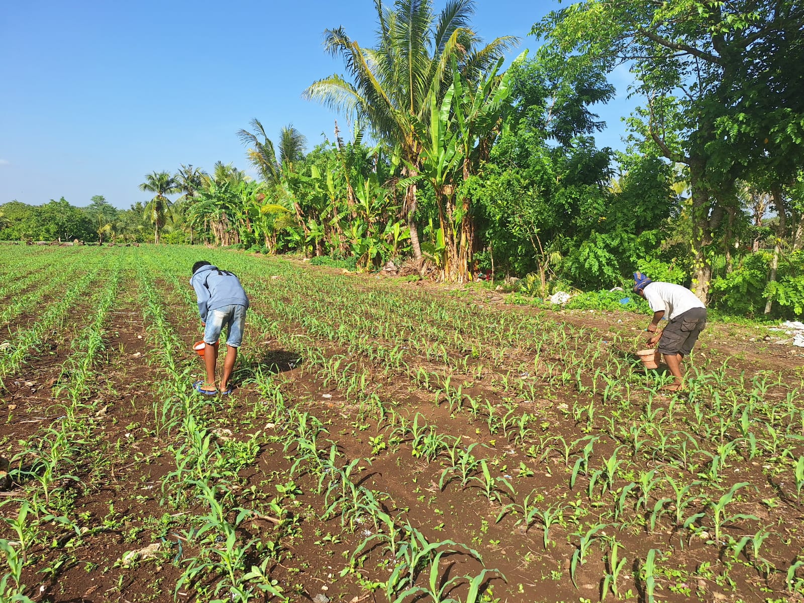 Pemupukan Jagung