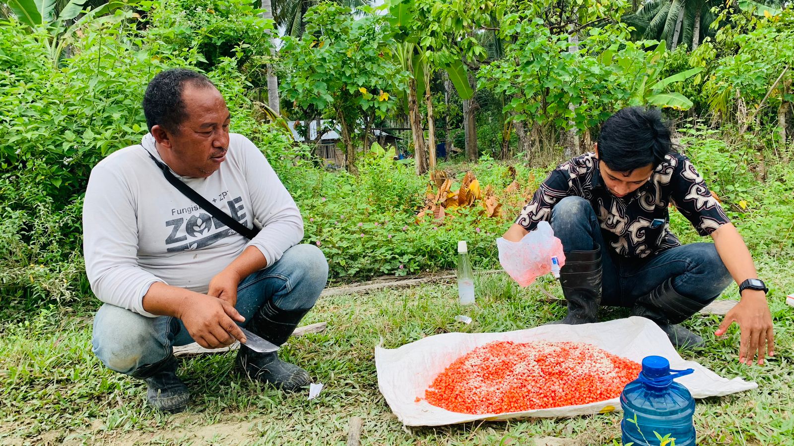 Perlakuan Benih Jagung